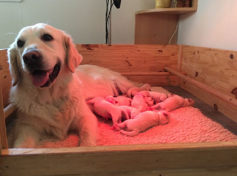 Babillebaou - Golden Retriever - Portée née le 30/07/2016